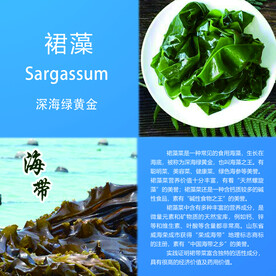 海带 裙藻