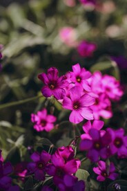 红花酢浆草