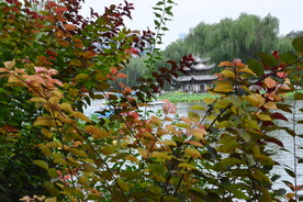 彩叶树 