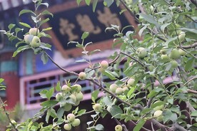 古建筑前的桃树