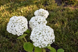 蓍草