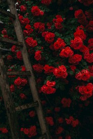 玫瑰花