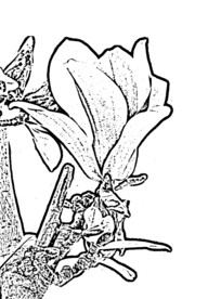 白玉兰白描