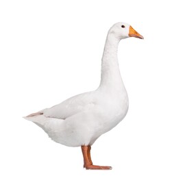 鹅
