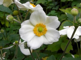 野棉花