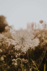 蓍草