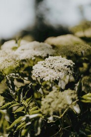 蓍草
