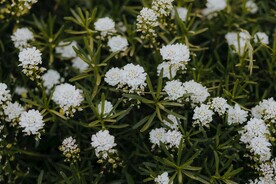 蓍草