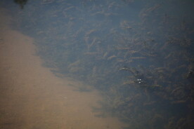 农村山塘可看见的清澈水质