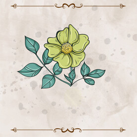 花朵插画