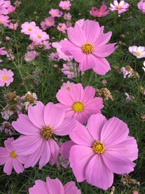 菊花 波斯菊 