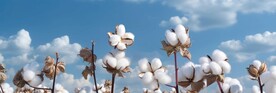 棉花 