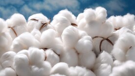 棉花 