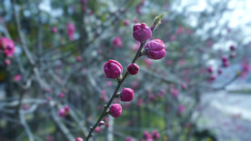 花花花