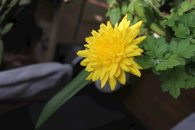 菊