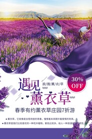 薰衣草