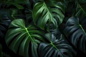 龟背竹 