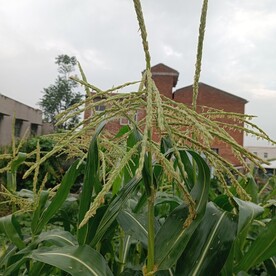 玉米花