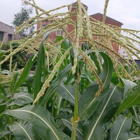 玉米花