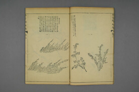 芥子园 画传 稚竹