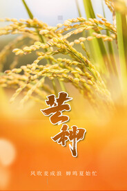 芒种海报