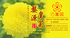 皇菊