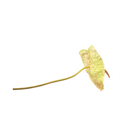 叶子植物 