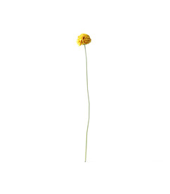  花朵植物 
