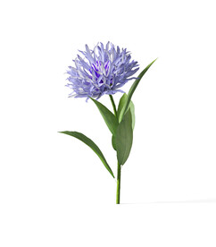  花朵植物 