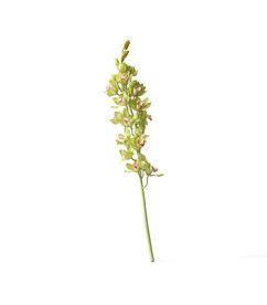  花朵植物 