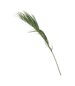  叶子植物  