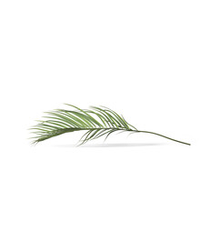  叶子植物 