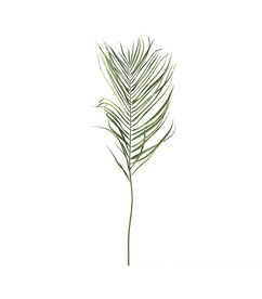  叶子植物  