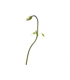   花朵植物  