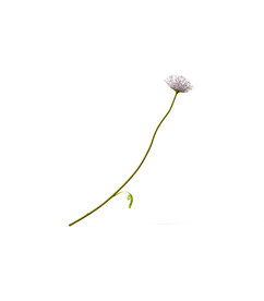 花朵植物  