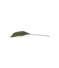 叶子植物 