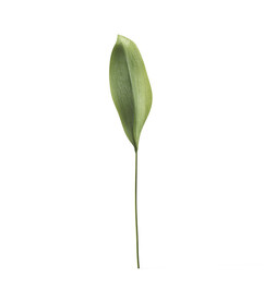 叶子植物