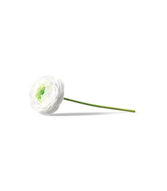  花朵植物  
