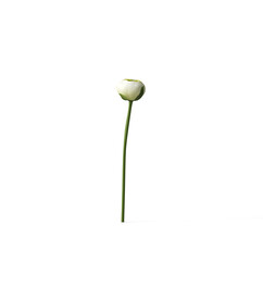 花朵植物