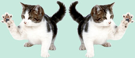 猫咪