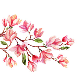 玉兰花