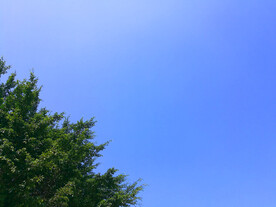 天空和树丛