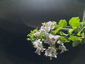 三角梅 