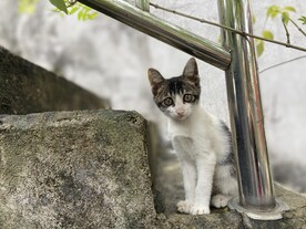 猫咪