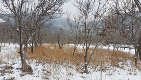 寒冷雪景