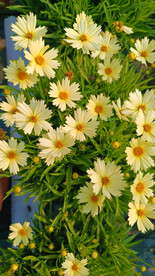金鸡菊