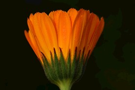 非洲菊