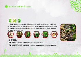 马铃薯