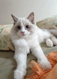 布偶猫