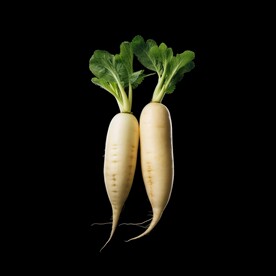 白萝卜 